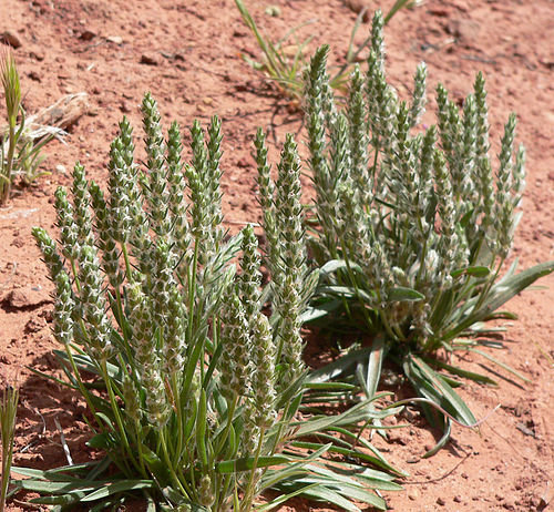 Plantago patagonica